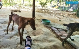 5 người ở TP.HCM tử vong do bệnh dại