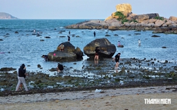 Cảnh báo nguy cơ tẩy trắng san hô ở vịnh Nha Trang