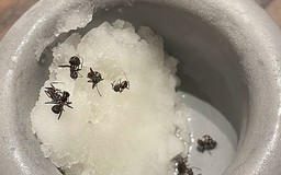 Chủ nhà hàng hai sao Michelin đối mặt án tù vì món ăn làm từ kiến