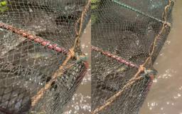 Phát hiện kỳ đà trong Sách đỏ mắc lú tôm, chàng trai miền Tây vội thả ngay