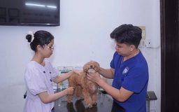 Cảnh báo nguy cơ lây bệnh truyền nhiễm sang người từ ve rận trên thú cưng