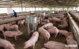 Giá heo hơi hôm nay 24.7.2026: Lại lùi về mức 63.000 đồng/kg