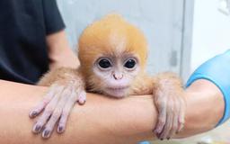 Người phụ nữ phát hiện con voọc non chỉ nặng 0,4 kg trong vườn nhà