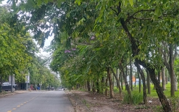Cây xanh choán tầm nhìn
