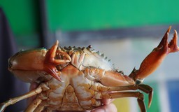Phát hiện cua biển có cặp càng '4 chạc' lạ mắt ở Cà Mau