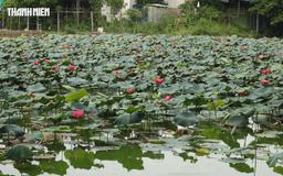 Hồ sen nở rộ giữa công viên ở Đồng Nai, người dân rủ nhau dạo mát mỗi sáng
