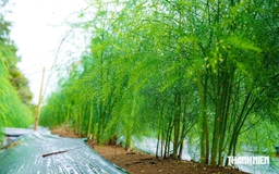 Trồng măng tây trên vùng cát ven biển, nông dân có tiền 'rủng rỉnh' mỗi ngày