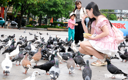 Đàn bồ câu khiến nhiều người mê tít ở phố đi bộ Nguyễn Huệ do ai nuôi?
