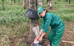 Ba bông hoa trên những vườn cây cao su Kon Tum