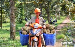 Khánh Hòa siết truy xuất nguồn gốc sầu riêng xuất khẩu sang Trung Quốc
