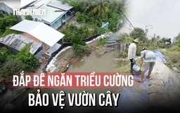 Dân vùng sạt lở Đồng Tháp chật vật đắp đê, ngăn triều cường cứu vườn cây ăn trái