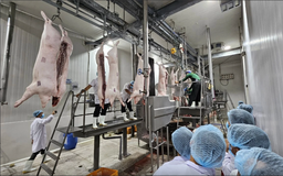 Hà Nội phê duyệt mạng lưới 28 cơ sở giết mổ tập trung Hà Nội phê duyệt mạng lưới 28 cơ sở giết mổ tập trung