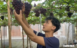 Vườn nho 3.000 m² giữa xứ dừa, trồng 7 giống nho và đón khách hái tại vườn