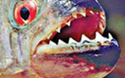 Cá piranha tấn công du khách ở Brazil