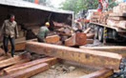 Xe container lật nhào lộ ra nhiều gỗ quý