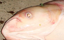 Bắt được cá mè “khủng” trên sông Hậu