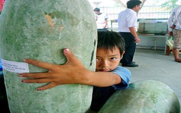 Trái bí đao “khủng”, nặng 32,8kg