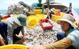Nhiều tàu cá đánh bắt trái phép ở các cửa biển