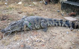 Bắt cá sấu nặng 30 kg gần trường học