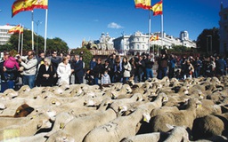 2.000 chú cừu diễu hành tại Madrid