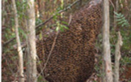 Bảo vệ thương hiệu mật ong rừng U Minh Thượng