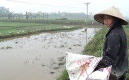 Làng nghề chê ruộng