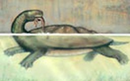 Rùa cổ nhai gọn cá sấu