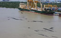 Bụi than tràn trên sông Sài Gòn