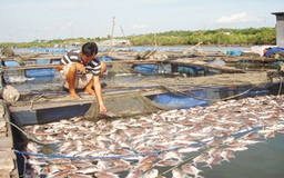 Cá chết trắng bè, dân mất tiền tỉ