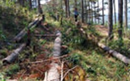 Lâm Đồng: Lại “nóng” chuyện phá rừng