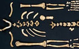 Người Neanderthal thuận tay nào?