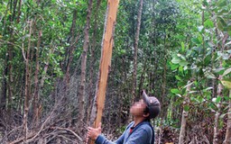 Giám đốc ban quản lý rừng bị tố tiếp tay phá rừng