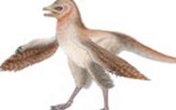 Phát hiện đột phá về nguồn gốc loài chim