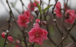 Đào tết xuống phố sớm