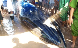 Cá voi nặng 7 tấn mắc cạn chết