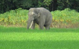Khẩn cấp bảo vệ voi rừng