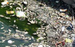 Cá chết trắng hồ sinh thái