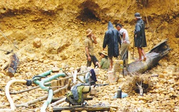 Xới tung rừng tìm vàng