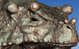 Phát hiện loài bò sát đầu đầy bướu