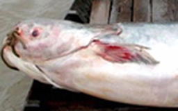 Bắt được con cá tra dầu quý hiếm nặng 63 kg