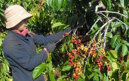 Nhiều nước từ chối bảo hộ nhãn hiệu Cà phê Buôn Ma Thuột