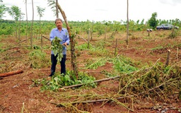 Tố cáo phá rừng, nông dân bị chặt vườn tiêu