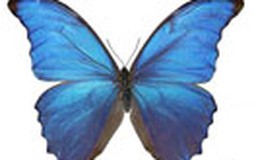Cánh bướm truyền cảm hứng vật liệu điện tử