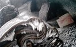 Đặt thiết bị đo nhiệt độ dọc đường hành hương ở Yên Tử