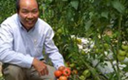 Tự tạo cơ hội - Kỳ 14: Trồng cà chua cao sản