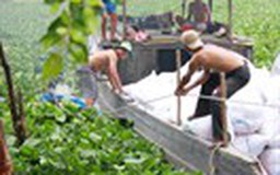 Cuộc chiến lục bình