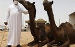 Số người chết do MERS tại Ả Rập Xê Út tăng liên tục