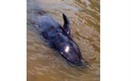 Cá voi dạt vào bờ biển Quảng Bình