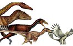 50 triệu năm, khủng long hóa thành chim