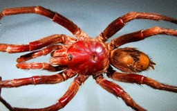 Phát hiện một loài nhện mới ở Brazil